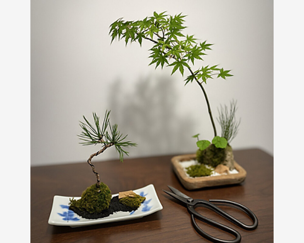 手作りの楽しさや苔玉による癒やしを感じられる「盆栽 × 箱庭ワークショップ」開催